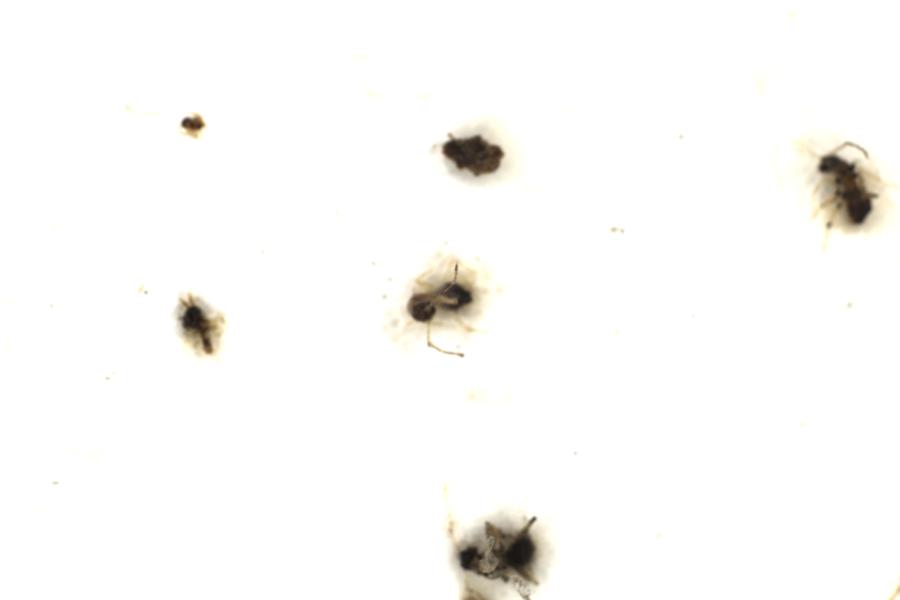 Image 39